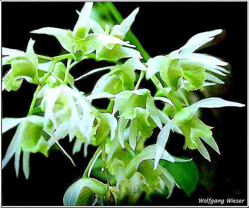 Dendrobium eriaeflorum